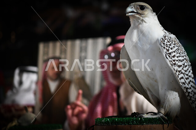 Pride in the ancient Saudi heritage in raising falcons, a close-up of a falcon in one of the natural reserves, a symbol of strength, challenge and sharpness of sight, taming and training birds of prey and predators, establishing a falcon club during the annual hunting season in the Kingdom of Saudi Arabia.