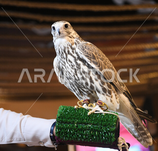 الفخر بالتراث السعودي العريق في تربية طائر الصقر، صورة مقربة لطائر الصقر في إحدى المحميات الطبيعيه، رمز القوة والتحدي وحدة البصر، ترويض وتدريب الطيور الجارحة والمفترسة، إقامة نادي الصقور في موسم الصيد السنوي في المملكة العربية السعودية