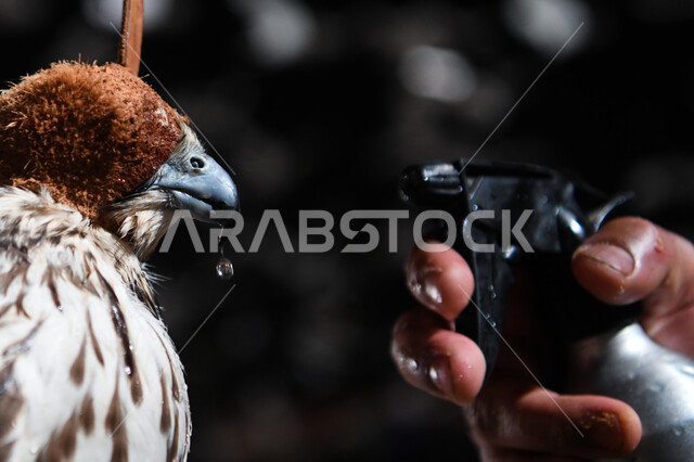 ترويض وتدريب الطيور الجارحة والمفترسة، إقامة نادي الصقور في موسم الصيد السنوي في المملكة العربية السعودية، الفخر بالتراث السعودي العريق في تربية طائر الصقر، صورة مقربة لطائر الصقر في إحدى المحميات الطبيعيه، رمز القوة والتحدي وحدة البصر