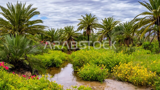 حقول واراضي زراعيه، منتج عربي محلي وطني، محصول التمر والرطب السعودي، واحات ومزارع النخيل الخضراء في المملكة العربية السعودية، محميه طبيعيه لزراعة اشجار النخل في النهار