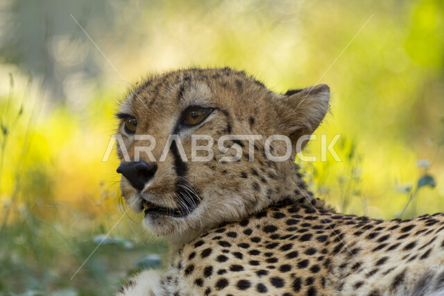  الحيوانات البرية المفترسة، محميات طبيعية لتربية ورعاية الثدييات، حدائق الحيوان في المملكة العربية السعودية، حيوان النمر المنقط يستلقي على الارض، خلفية الطبيعة