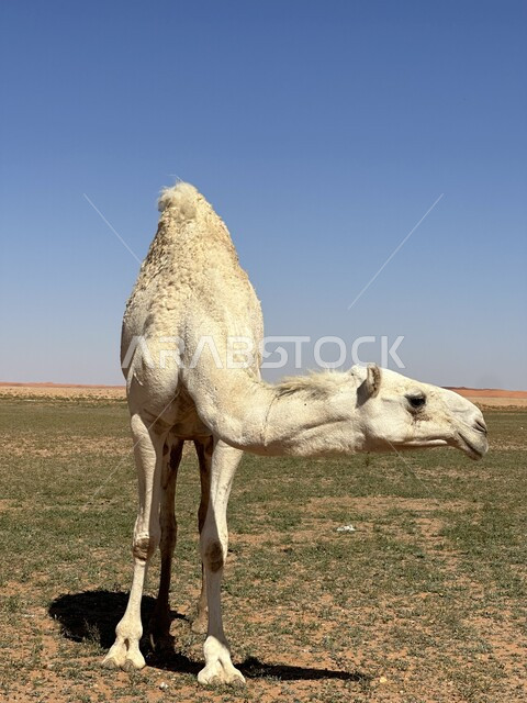 حيوان الجمل بقف في البرية، محميات طبيعية برية للعناية بالجمال، المناظر الطبيعية في المناطق الصحراوية بالمملكة العربية السعودية، تربية الجمال والابل