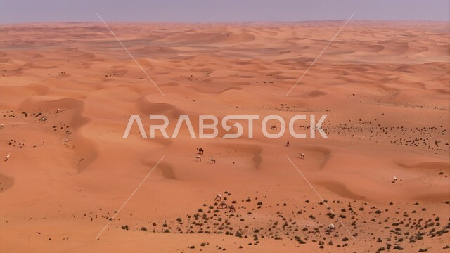 مجموعة من الجمال في إحدى المحميات البرية في المملكة العربية السعودية ، صورة جوية لقطيع من الابل يسير في الصحراء في النهار، تربية الثديات والمواشي في البراري، المناظر الطبيعية في المناطق الصحراوية