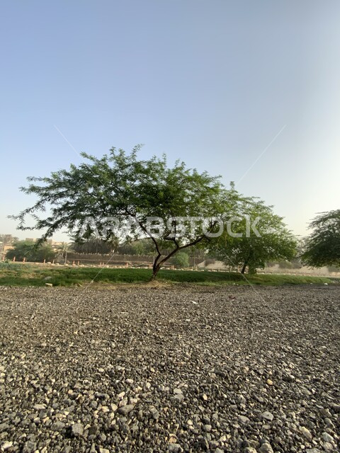 الحقول والأراضي الزراعية، الأشجار الخضراء والتربة الخصبة، منتزه وادي حنيفة في مدينة الرياض بالمملكة العربية السعودية ، المناظر الطبيعية المتميزة