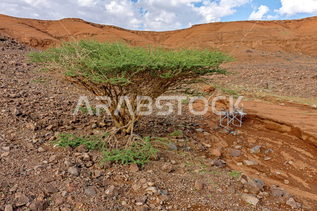النباتات البرية في البيئة الصحراوية، القمم والمرتفعات الجبلية، التربة البركانية بالقرب من فوهة الوعبة في المملكة العربية السعودية، منظر السماء المليئة بالغيوم البيضاء