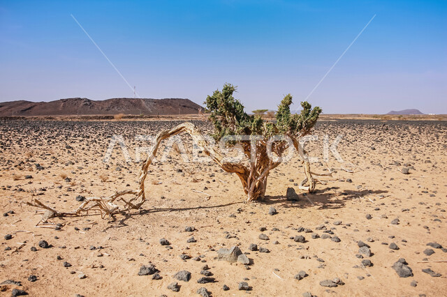 Dry wild plant trunks near dormant volcanic fields, Harrat Kashab in the city of Mecca by day, attractions for geotourism in the Kingdom of Saudi Arabia
