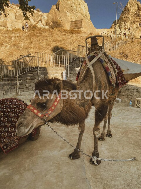 استخدام الإبل في التنقل وحمل الأمتعة، جمل مربوط بحبل في باحة منزل، مفهوم تربية الحيوانات والاعتناء بها، البيئة الجبلية الصخرية في المملكة العربية السعودية