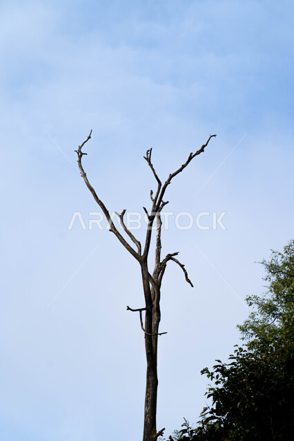 فروع الأشجار الخريفية الجافة في النهار, الاستمتاع بالمناظر الطبيعية في موسم الخريف, قضاء وقت ممتع في الهواء الطلق, معالم وأماكن السياحة في المملكة العربية السعودية, تساقط ورق الشجر من الأغصان