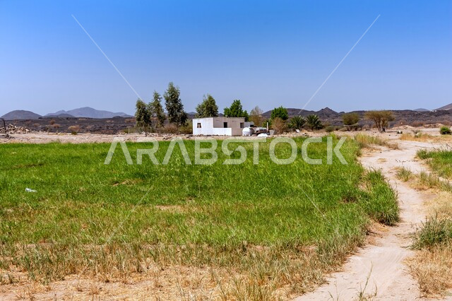 Enjoying the natural scenery during the day, the view of the blue sky in Harrat Kashab in Al-Muwayh Governorate in Makkah Al-Mukarramah, places for picnics and tourist trips in the Kingdom of Saudi Arabia, green trees and plants, vast agricultural spaces and lands.