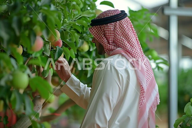Fruitful pomegranate trees in the lands and fields, harvest season in the Kingdom of Saudi Arabia, local national agricultural products and crops, close-up picture from the side of a Saudi Gulf Arab man wearing a traditional dress holding a branch in his hand, mastering the profession of agriculture and farming