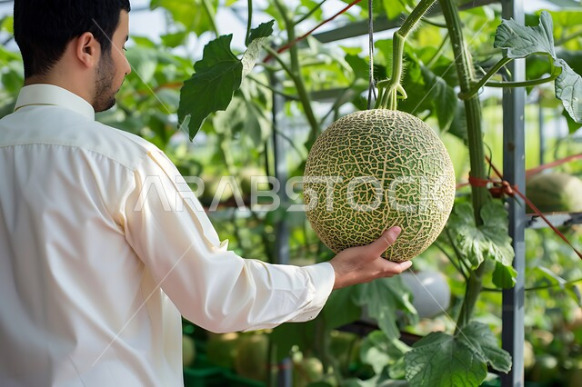  فواكه صيفيه منعشة وطازجة، الاهتمام في زراعة النباتات الخضراء في المحميات الطبيعيه، صورة من الجانب لرجل عربي خليجي سعودي يرتدي الثوب التقليدي يحمل ثمرة البطيخ الناضجة في إحدى الاراضي الزراعيه في المملكة العربيه السعودية، منتجات ومحاصيل وطنية محليه