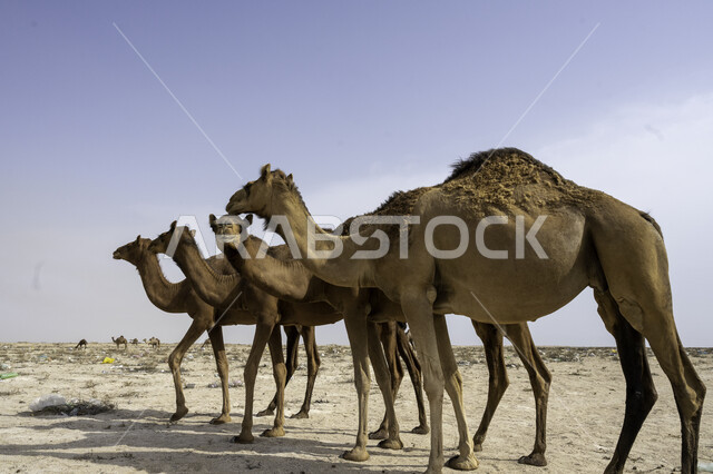 مجموعة من حيوانات الجمل تسير في الصحراء القاحلة، المناطق الطبيعية الصحراوية، تربية الجمال و الإبل ضمن المحميات الطبيعية في المملكة العربية السعودية