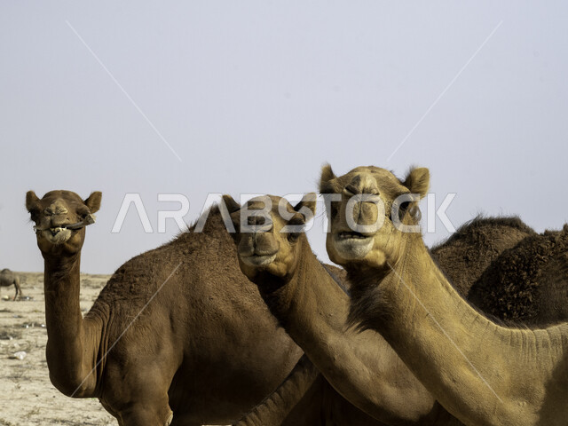 Desert natural areas, camel and camel breeding within natural reserves in the Kingdom of Saudi Arabia, a group of camels walking in the arid desert
