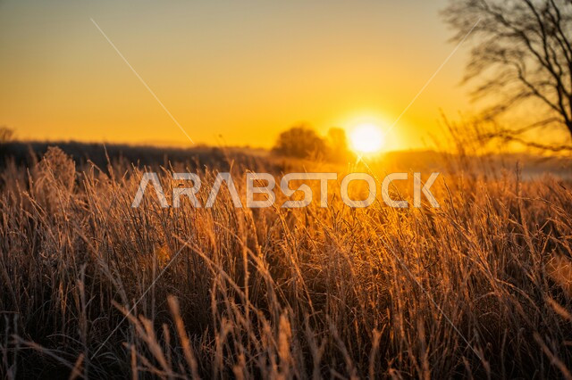 منظر السماء في وقت غروب الشمس، سنابل القمح الذهبية، المناظر الطبيعية في المملكة العربية السعودية، الاعشاب والنباتات الجافة، محاصيل وطنية محلية