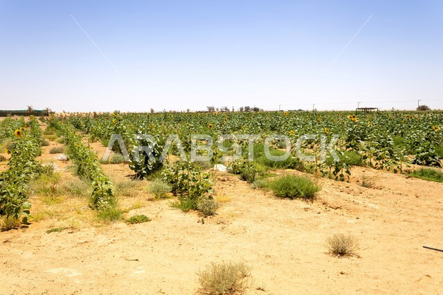 الحقول والأراضي الزراعية في المملكة العربية السعودية, حقل عباد الشمس في منطقة خفس دغرة في محافظة الدلم, مناطق السياحة وقضاء الوقت الممتع, مفهوم التشجير وزيادة المساحات الخضراء