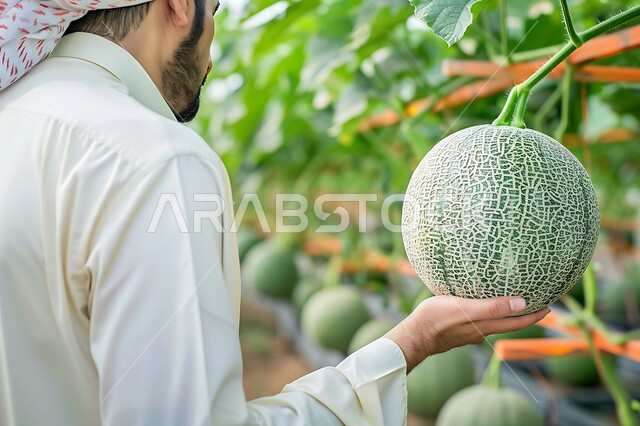 فاكهة الشمام المثمرة في الأراضي والحقول الزراعية، موسم الحصاد في المملكة العربية السعودية، منتجات ومحاصيل وطنية محلية، صورة مقربة من الخلف لرجل عربي خليجي سعودي يرتدي الثوب التقليدي يمسك بيده بطيخة، إتقان مهنة الزراعة والفلاحة