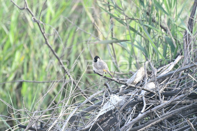 بلبل أبيض الأذن يقف فوق  كومة من الأغصان اليابسة، تربية الطيور النادرة في السعودية، حدائق ومحميات لرعاية العصافير والحيوانات في المملكة، الاستمتاع بالمناظر الطبيعية