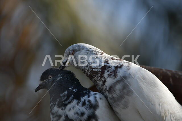 محميات وحدائق لرعاية العصافير والحيوانات، تربية الطيور والاعتناء بهم في المملكة العربية السعودية، صورة مقربة لزوجين من الحمام الوحشي يقومان بالعناق، خلفية الطبيعة