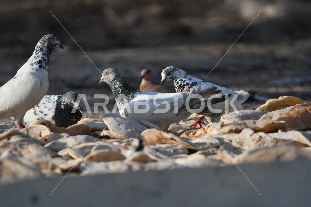 مجموعة من طيور الحمام  تلتقط فتاة الخبز اليابس من الأرض، حدائق ومحميات لرعاية العصافير والحيوانات في المملكة العربية السعودية، الاستمتاع بالمناظر الطبيعية