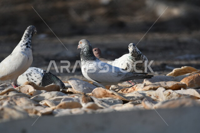 محمية لتربية الطيور في المملكة، مجموعة من الحمام الوحشي تقف على الأرض تقوم بالتقاط فتاة الخبز اليابس، حدائق لرعاية العصافير والحيوانات في السعودية