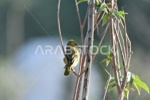رعاية الطيور النادرة، حدائق ومحميات برية لتربية العصافير ضمن المملكة العربية السعودية, طائر الحباك (النساج) المقنع يقف على غصن شجرة, خلفية الطبيعة