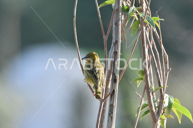 تربية الطيور ضمن المحميات الطبيعية في السعودية, طائر الحباك المقنع يقف على غصن شجرة, حدائق الحيوان البرية لرعاية العصافير في المملكة، خلفية الطبيعة