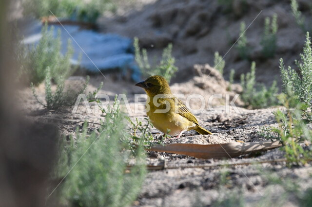 طائر الحباك يسير في الغابة بحثاً عن الغذاء، محمية لتربية الطيور في المملكة العربية السعودية، حدائق الحيوان البرية لرعاية العصافير، خلفية الطبيعة