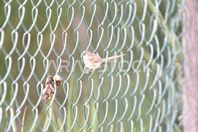 عصفور صغير يحاول الخروج عبر سياج الحديقة, الحياة البرية في المملكة، تربية الطيور بكافة أنواعها وفصائلها ضمن المحميات الطبيعية السعودية, خلفية الطبيعة