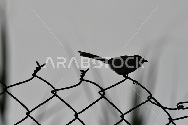 Caring for and protecting birds of all kinds and species within Saudi natural reserves, a silhouette of a small bird standing on the fence in the garden, wildlife in the Kingdom, nature background