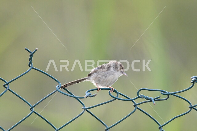 Caring for birds of all kinds and species within Saudi nature reserves, a close-up photo of a small bird standing on the fence in the garden, wildlife in the Kingdom, the Pseudo elegans bird, nature background