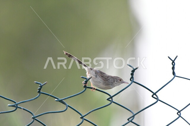 تربية الطيور في المحميات الطبيعية, صورة مقربة لعصفور صغير يقف على السياج في الحديقة, الحياة البرية في المملكة العربية السعودية، طائر من نوع الفصية الرشيقة، الأشجار والنباتات الخضراء، خلفية الطبيعة