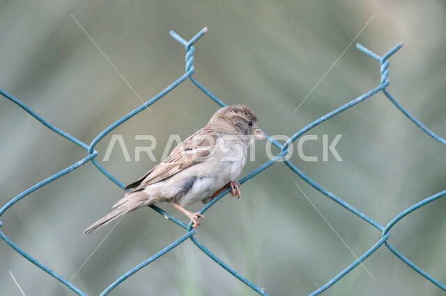 Breeding birds within natural reserves in Saudi Arabia, a close-up photo of a small bird standing on the fence in the garden, wildlife in the Kingdom, nature background