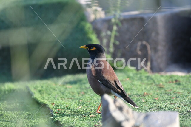Singing and talking wild birds, a black myna bird that walks on the ground in nature, a noisy miner, natural reserves for breeding birds in the Kingdom of Saudi Arabia