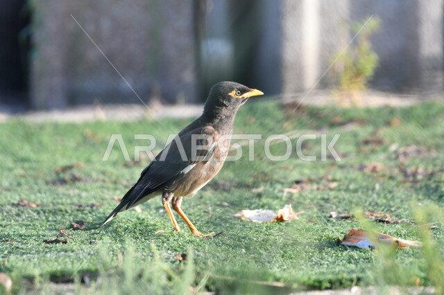 طائر مينا أسود اللون يسير على الأرض في الطبيعة، آكل الرحيق الصاخب، طيور برية مغردة وناطقة، المحميات الطبيعية لتربية العصافير في المملكة العربية السعودية