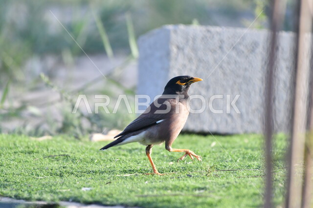 المحميات الطبيعية لتربية العصافير في المملكة العربية السعودية، طيور برية مغردة وناطقة، طائر مينا أسود اللون يسير على الأرض في الطبيعة، آكل الرحيق الصاخب
