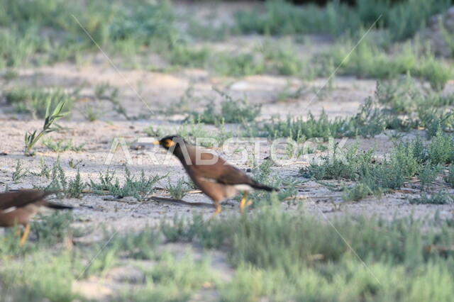 آكل الرحيق الصاخب، طيور برية مغردة وناطقة، المحميات الطبيعية لتربية العصافير في المملكة العربية السعودية, طائر مينا أسود اللون يسير على الأرض في الطبيعة