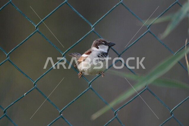 عصفور صغير يحاول الخروج عبر سياج الحديقة, الحياة البرية في المملكة، تربية الطيور بكافة أنواعها وفصائلها ضمن المحميات الطبيعية السعودية, خلفية الطبيعة