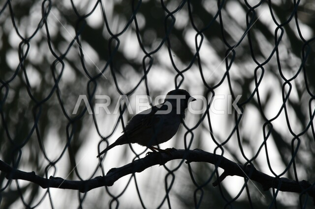 محميات طبيعية لتربية الطيور بكافة أنواعها وفصائلها في السعودية, صورة ظلية لعصفور صغير يحاول الخروج عبر سياج الحديقة, الحياة البرية في المملكة