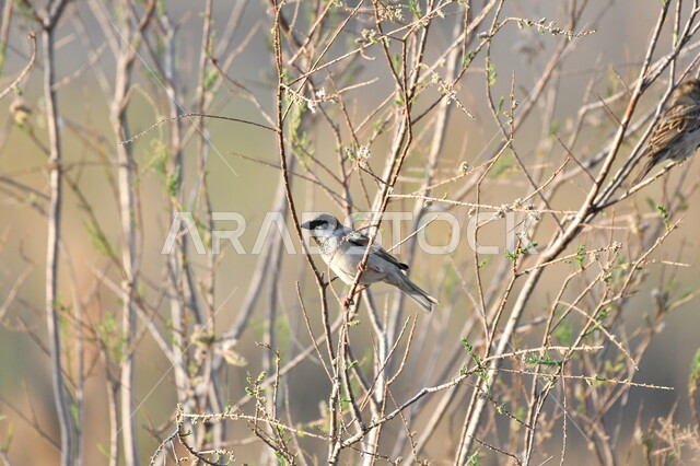 تربية العصافير والحيوانات في الحدائق البرية، طائر صغير يقف فوق أغصان الأشجار اليابسة، محمية لتربية الطيور في المملكة العربية السعودية، خلفية الطبيعة