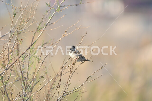 حدائق برية لرعاية العصافير والحيوانات، طائر صغير يقف فوق أغصان الأشجار اليابسة، محمية لتربية الطيور في المملكة العربية السعودية، خلفية الطبيعة