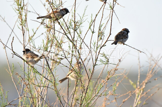 مجموعة من العصافير تقف فوق أغصان الأشجار اليابسة، محمية لتربية الطيور في المملكة العربية السعودية، حدائق برية لرعاية الحيوانات، الاستمتاع بالمناظر الطبيعية