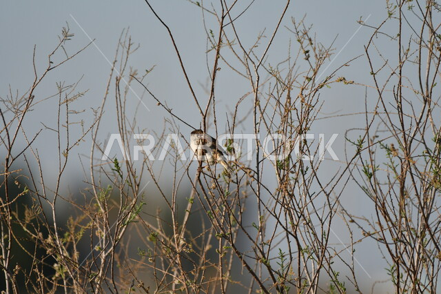 عصفور صغير يقف على أغصان الأشجار اليابسة، محمية لتربية الطيور في المملكة العربية السعودية، حدائق برية لرعاية الحيوانات، الاستمتاع بالمناظر الطبيعية