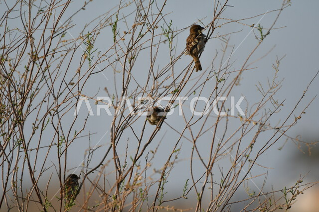 A group of birds standing on dry tree branches, a bird breeding reserve in the Kingdom of Saudi Arabia, wild gardens for animal care, enjoying the natural scenery