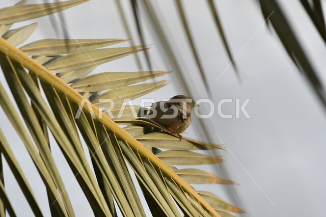منظر السماء الصافية، عصفور صغير يقف على سعف نخلية داخل محمية طبيعية لرعاية الطيور في المملكة، حدائق لتربية العصافير في السعودية، أشجار النخيل الخضراء
