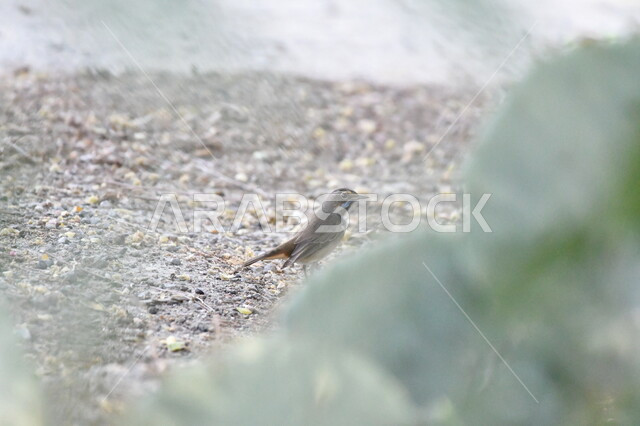 عصفور صغير يسير على الأرض الرملية داخل محمية طبيعية، حدائق لتربية ورعاية الطيور في المملكة العربية السعودية، الاستمتاع بالمناظر الطبيعية