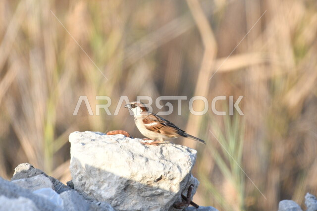 المناظر الطبيعية في المحميات، عصفور ايطالي صغير يقف على صخرة في الطبيعة، حدائق لتربية الطيور والعصافير في المملكة العربية السعودية السعودية