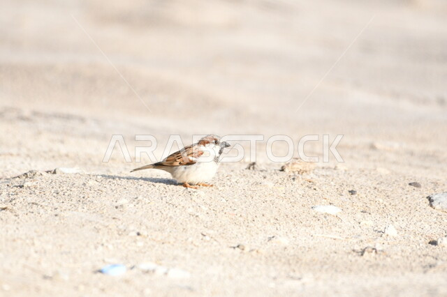 عصفور صغير يسير على الأرض الرملية داخل محمية طبيعية، حدائق لتربية ورعاية الطيور في المملكة العربية السعودية، الاستمتاع بالمناظر الطبيعية