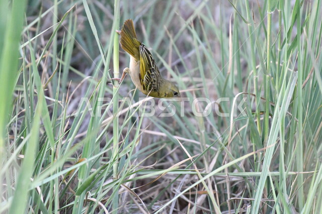 هبوط طائر الحباك على الأرض داخل محمية طبيعية لتربية الطيور في المملكة العربية السعودية, حدائق الحيوان والمحميات البرية لرعاية العصافير، خلفية الطبيعة