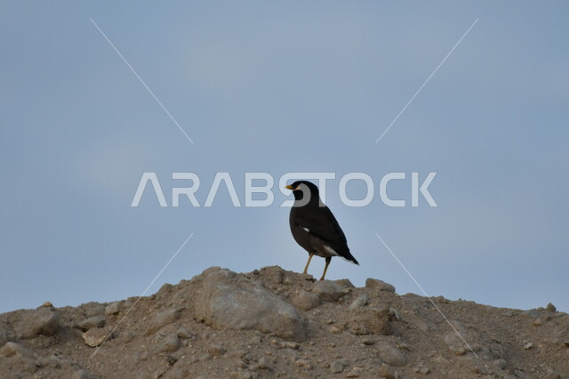 طيور برية مغردة وناطقة، طائر مينا أسود اللون يقف على تلة، آكل الرحيق الصاخب، المحميات الطبيعية لتربية العصافير في المملكة العربية السعودية، منظر السماء الصافية