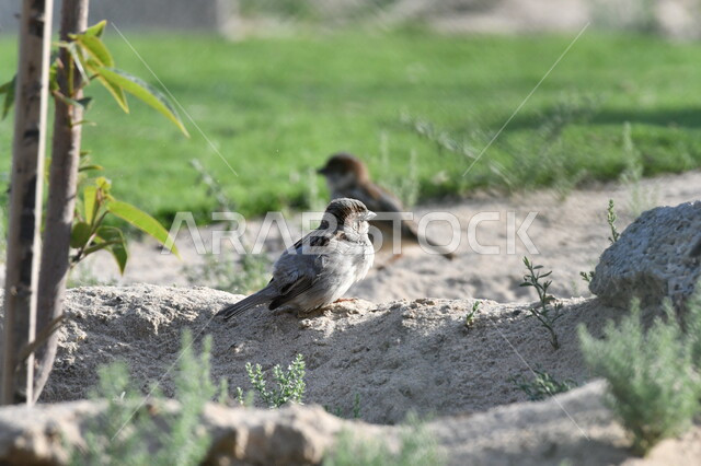عصفوران صغيران يسيران في حدائق الحيوان البرية، محمية طبيعية لتربية الطيور في المملكة العربية السعودية, مفهوم رعاية وتربية العصافير، خلفية الطبيعة